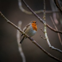 Robin Pictures