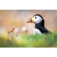 Irish Wall Art - Saltee Island Puffin