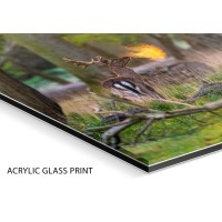 Dublin Wildlife Print