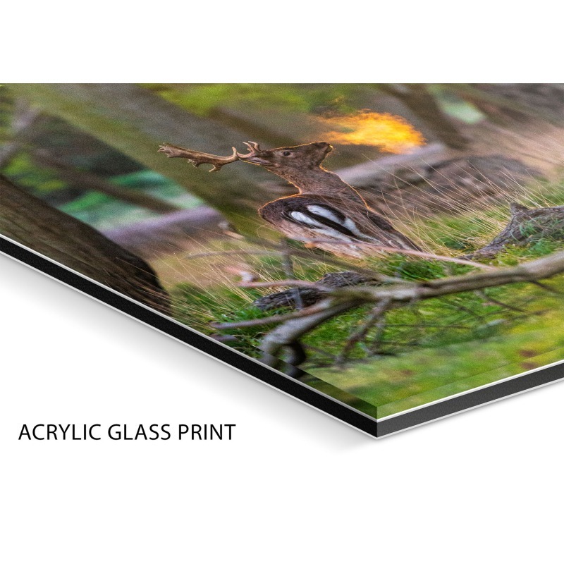 Dublin Wildlife Print