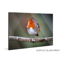 Robin Redbreast Picture