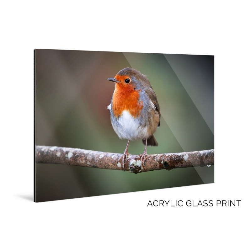 Robin Redbreast Picture